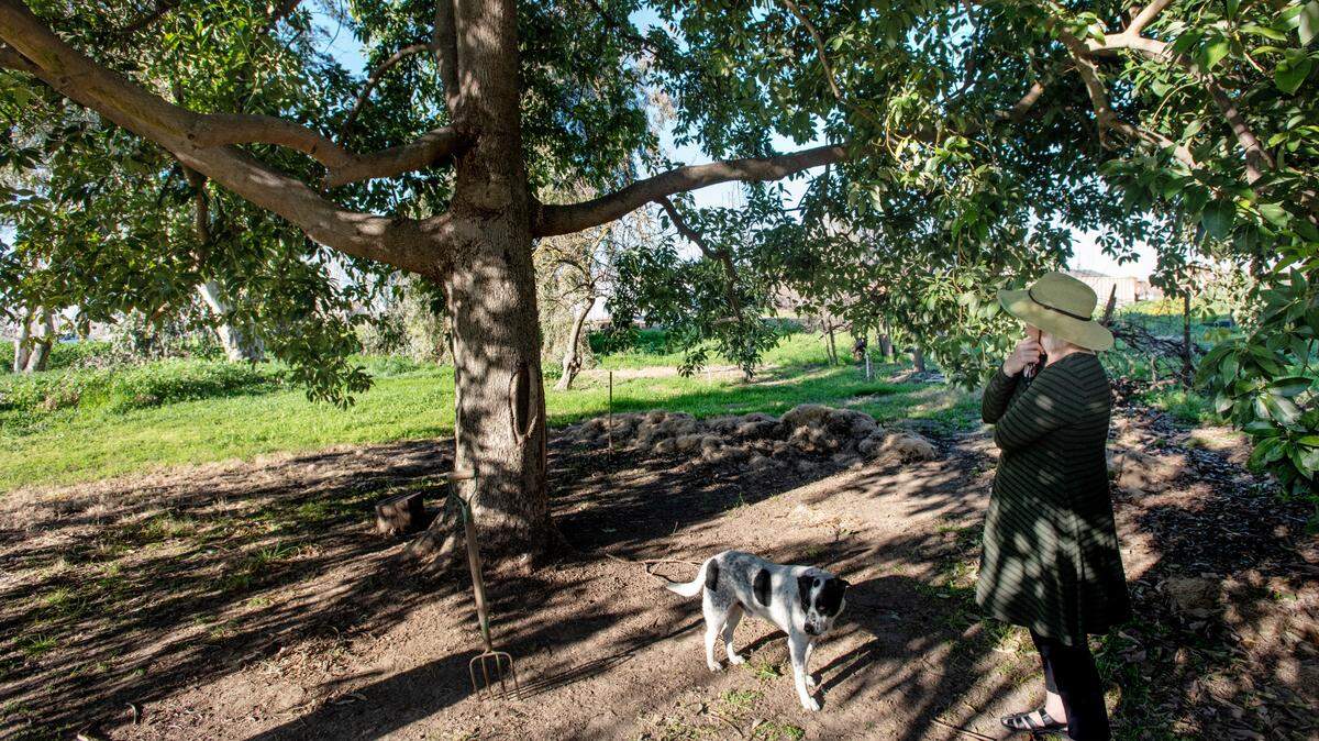 Laura Sexton contemplates the future of the family’s 55-year-old Puebla avocado tree in Modesto, Feb. 16, 2022.