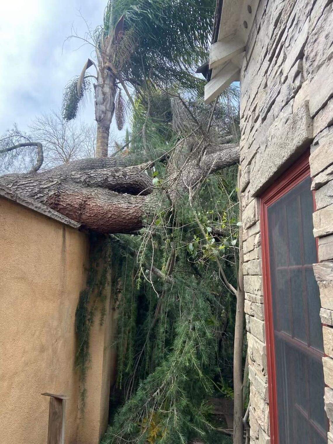 Modesto Fire Department Battalion 1 responded when a tree fell between two houses on March 14, 2023.