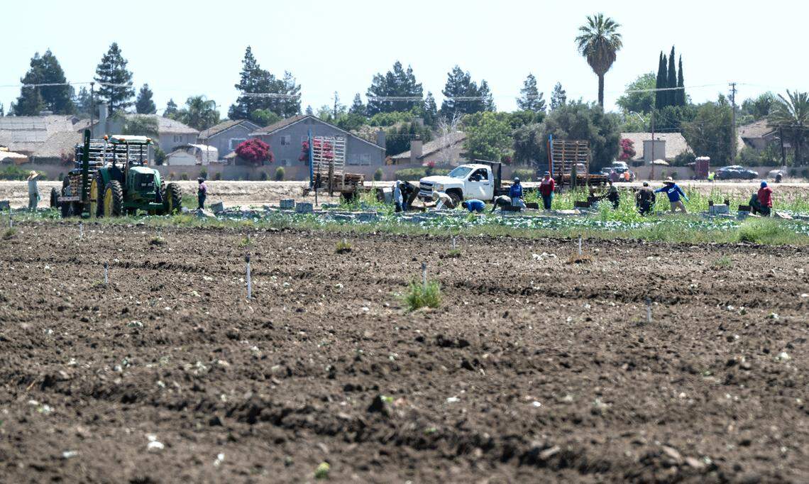 Farmworkers harvest cabbage in Salida, Calif., Wednesday, August 9, 2023.
