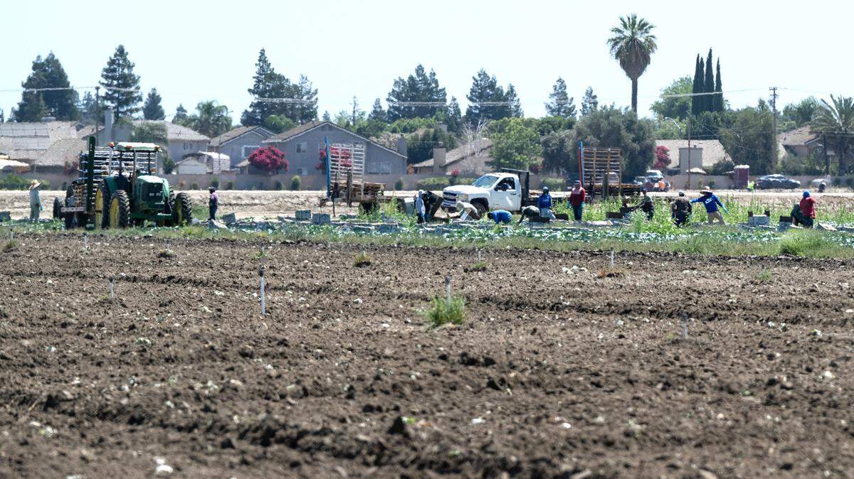 Farmworkers harvest cabbage in Salida, Calif., Wednesday, August 9, 2023.