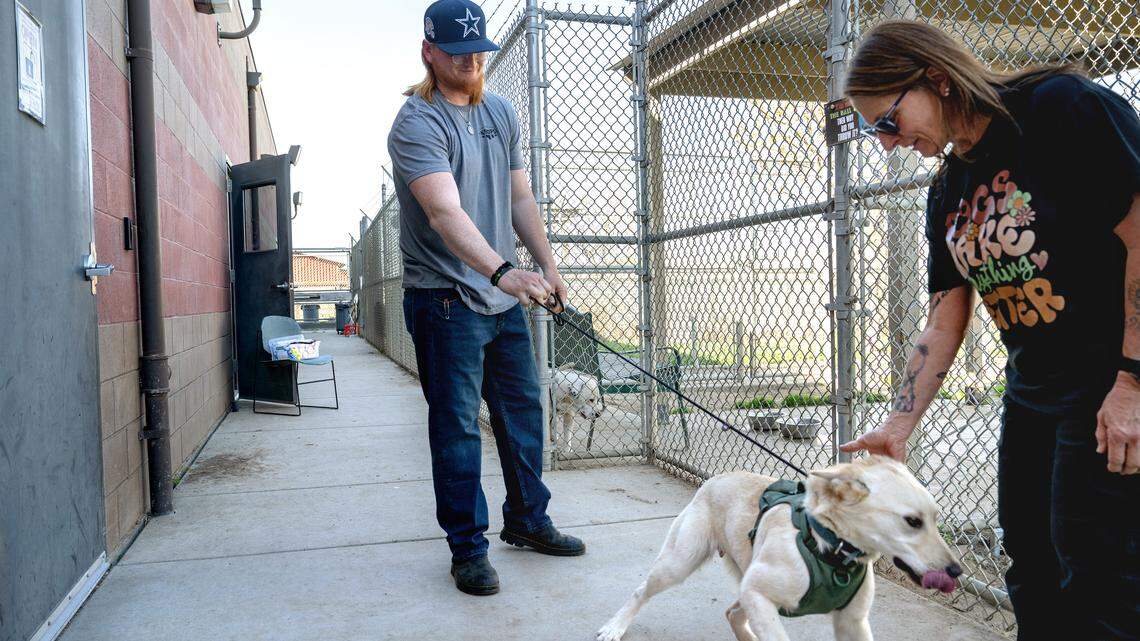 Rescue volunteers scramble to place dogs from Stanislaus animal shelter. What to know