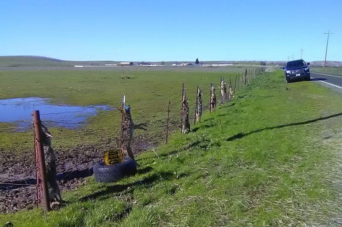 Several dead coyotes were pictured hanging on fences Monday February 18, 2019 on 26 Mile road near Carter road outside Oakdale, Calif.