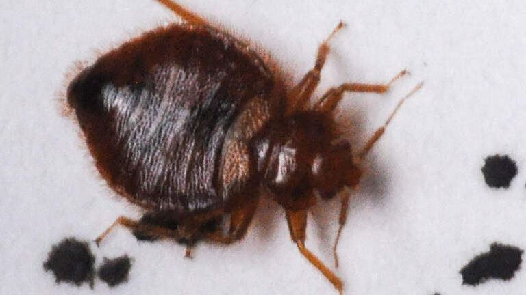 Stanislaus County center restricted by bed bug sightings. Another treatment scheduled