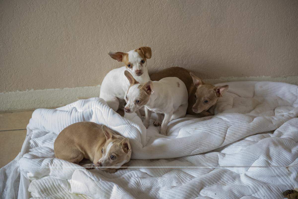 Several of the female Chihuahuas rest on a soiled blanket inside the home. Rescuers said many dogs were living in their own waste and had not received any veterinary care.