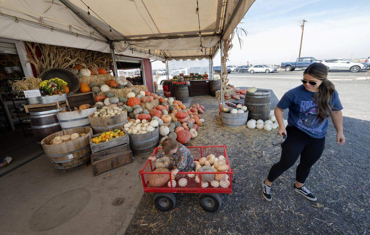 Becky Schott and her daughter Kennedy, 2, pick out pumpkins at Rodin Farms Fruit Stand on Claribel and Oakdale Roads near Modesto, Calif., Wednesday, Nov. 1, 2023.