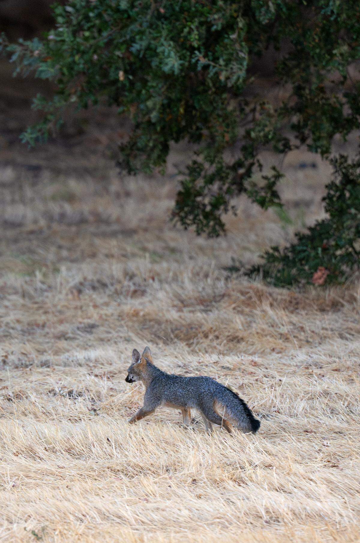 A gray fox walks through the valley oak forest in Modesto’s Tuolumne River Regional Park on  Wednesday, Sept. 10, 2025. 