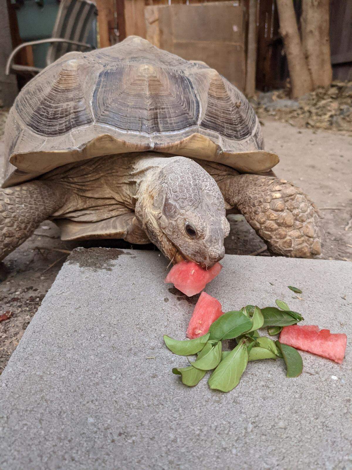 Squirt, an African Spur-Thigh Tortoise, is pictured eating. His owner says he escaped March 26.