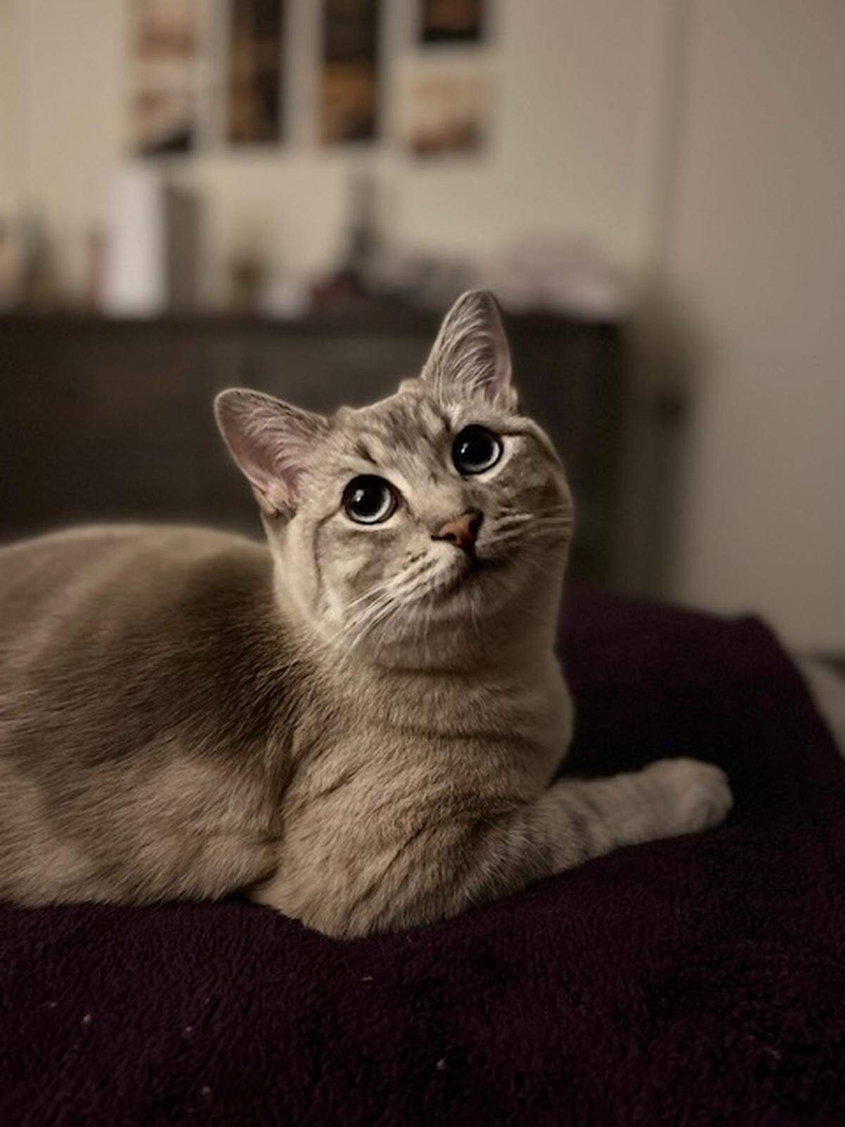 JoJo, a lynx point Siamese from Modesto, claimed the top spot in The Bee’s pet photo contest.