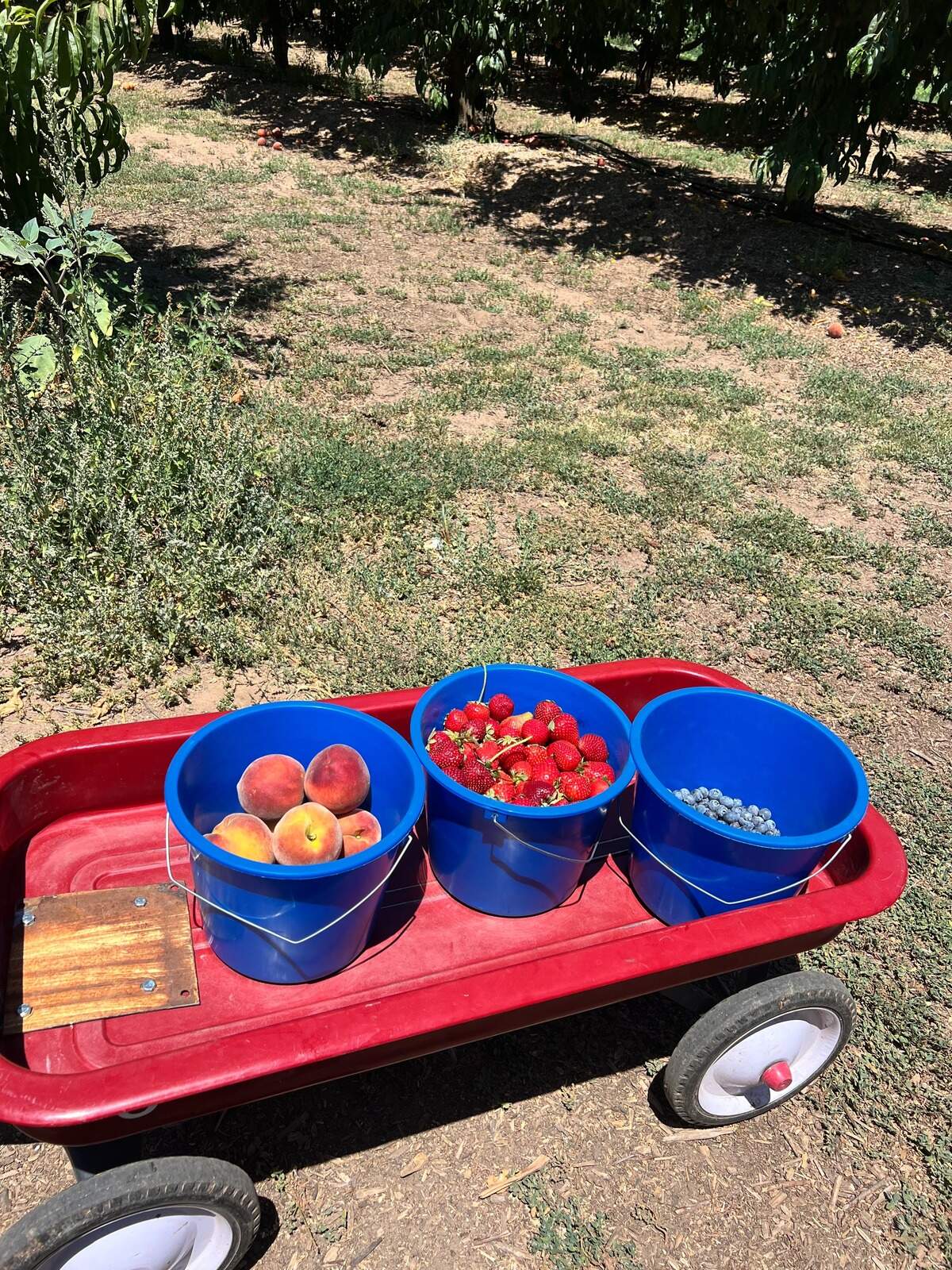 Modesto Bee reader Ashley Sarkis recommended service journalism reporter Angela Rodriguez check out VanderHelm Farms for an On a Budget outing.