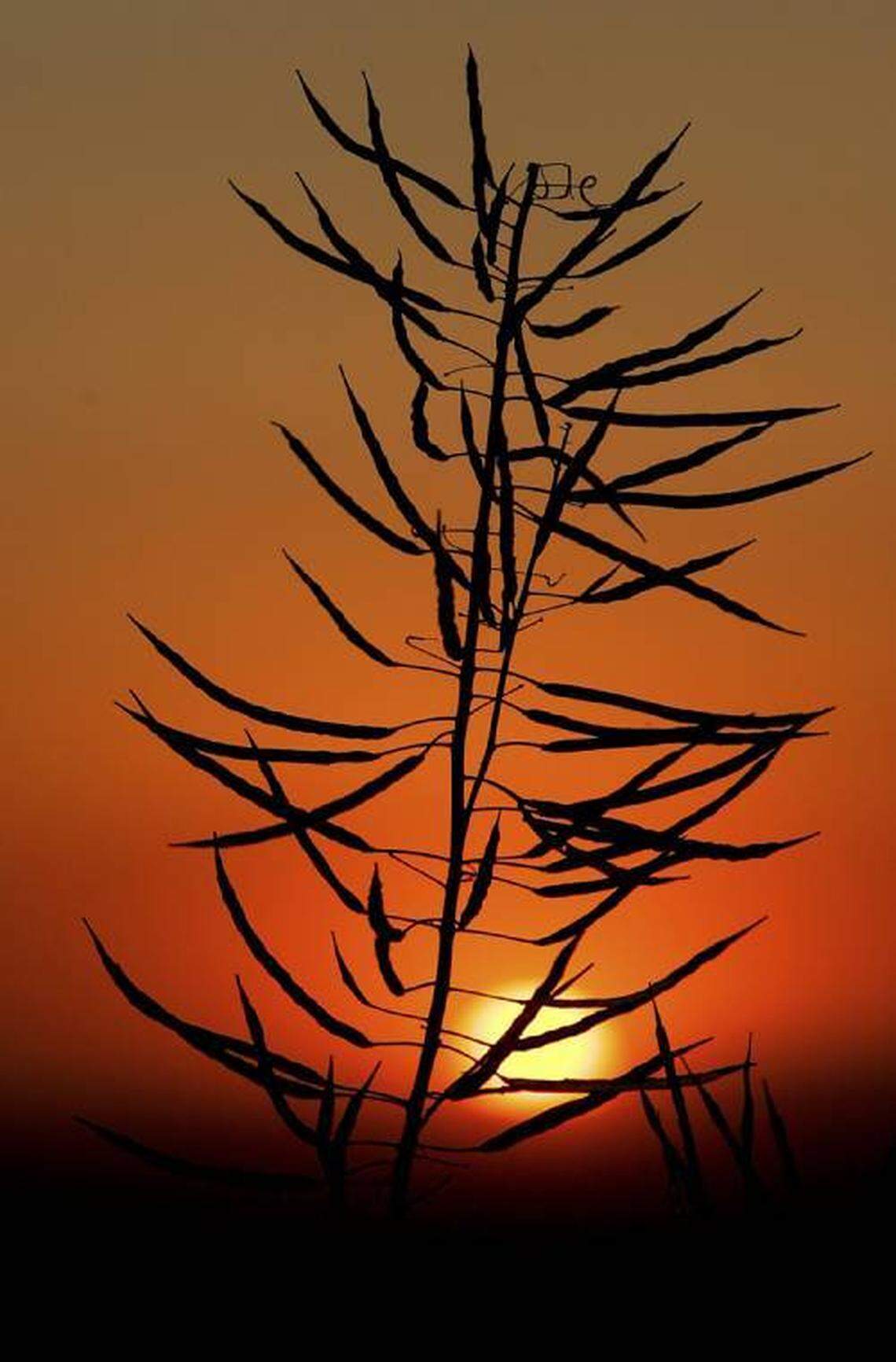 Food and Farm Canola Demand