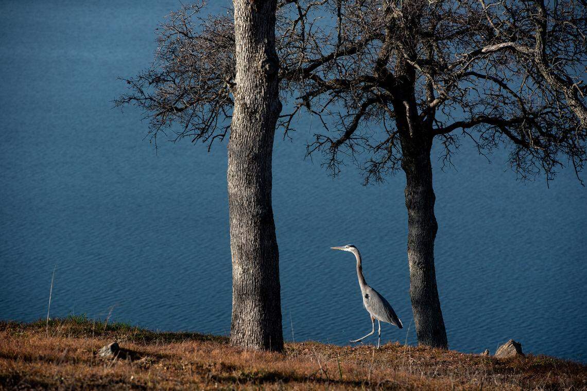 A heron walks along the reservoir at Fleming Meadows recreation area at Don Pedro Reservoir in Tuolumne County Calif., on Wednesday, Jan. 26, 2022.