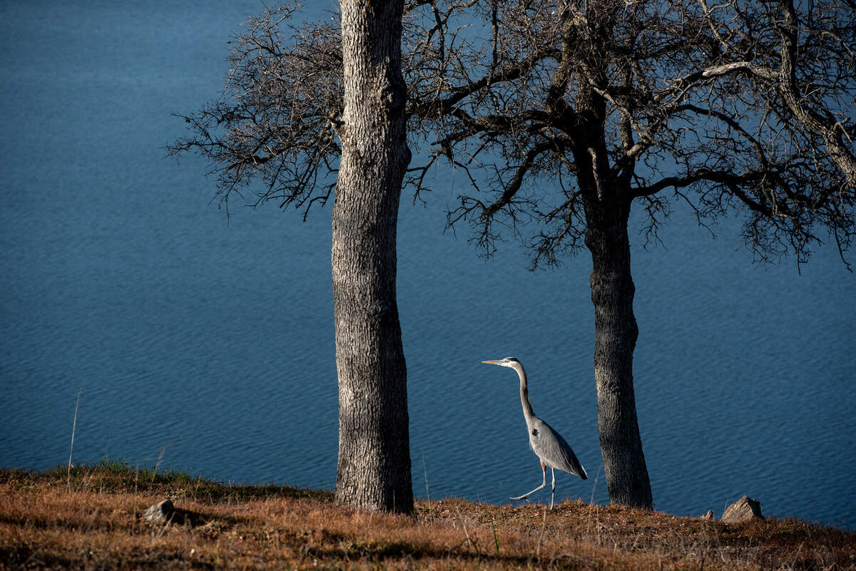 A heron walks along the reservoir at Fleming Meadows recreation area at Don Pedro Reservoir in Tuolumne County Calif., on Wednesday, Jan. 26, 2022.