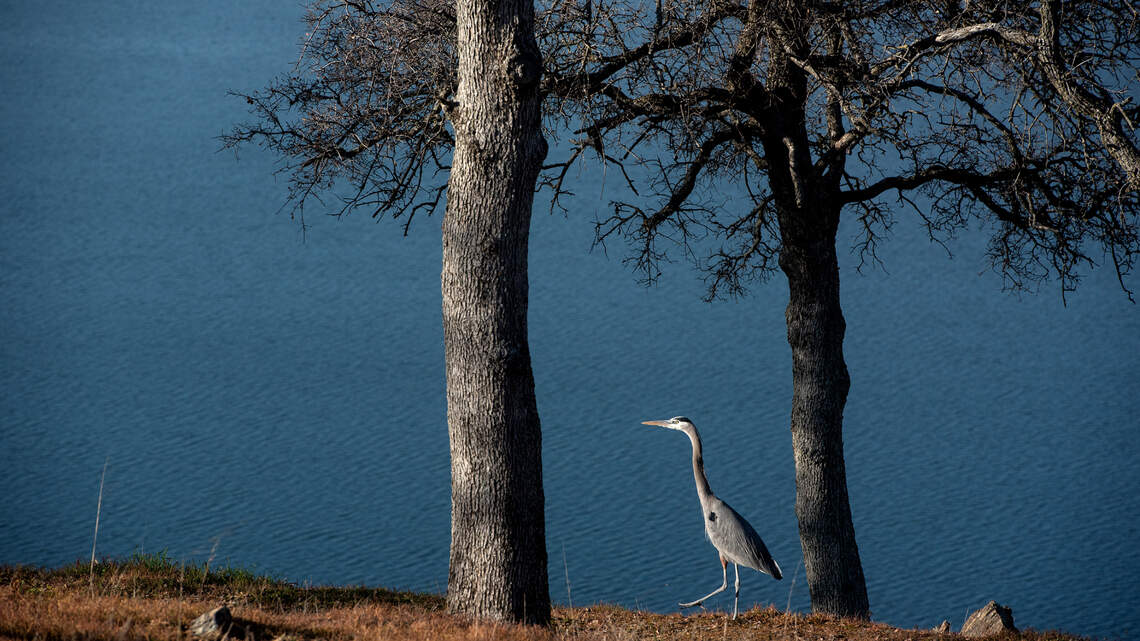 Fishing report, Oct. 4-10: Trout and king salmon hitting at Don Pedro, trout still on the bite at New Melones.