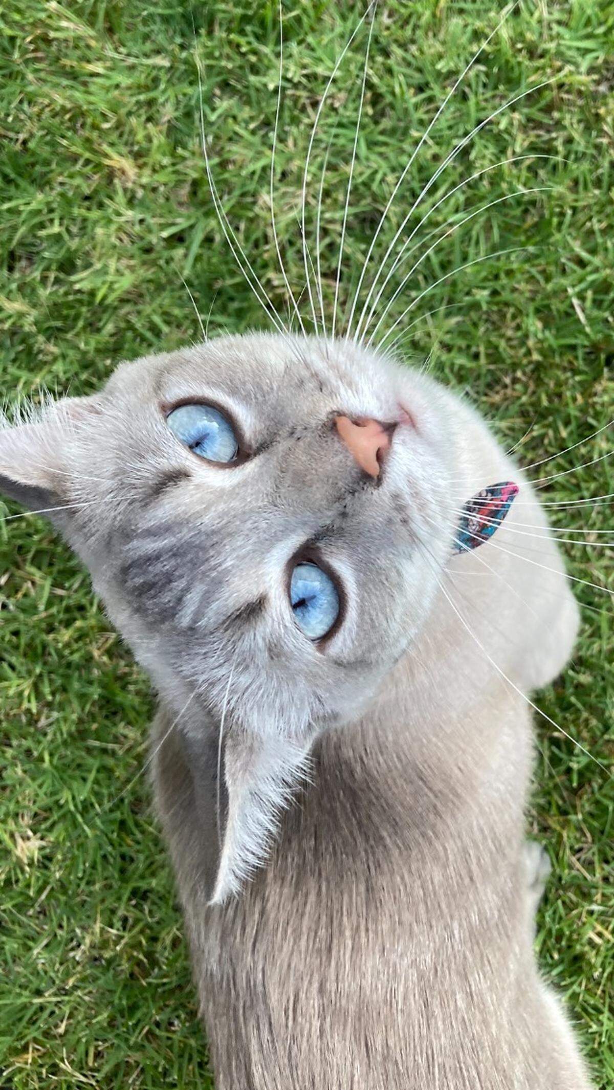 Meet JoJo, the cutest cat in Stanislaus County.
