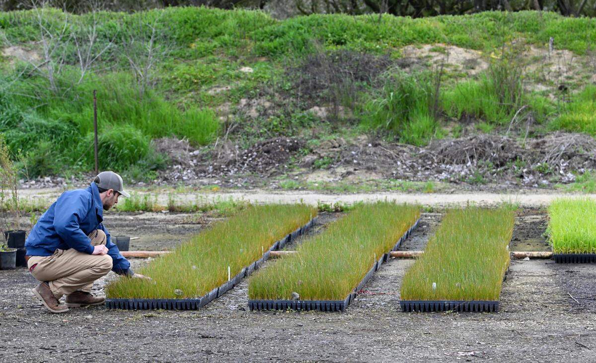 Neil Wilson, ecólogo jefe de restauración de River Partners, comprueba los pastos autóctonos que se usarán en el proyecto de restauración de la llanura aluvial de Hidden Valley, al oeste de Modesto, California, en esta imagen del jueves 29 de febrero de 2024.