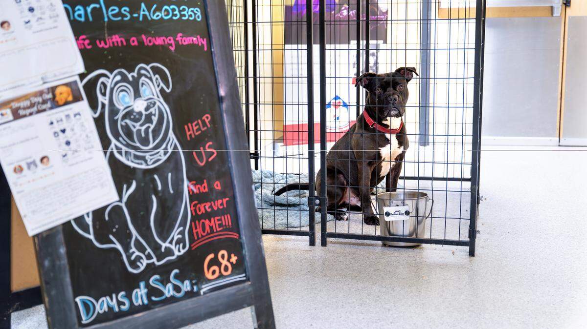Charles, a neutered 3-year-old male pit bull, waits for adoption at the Stanislaus County Regional Animal Services Center in Modesto on March 20, 2026.
