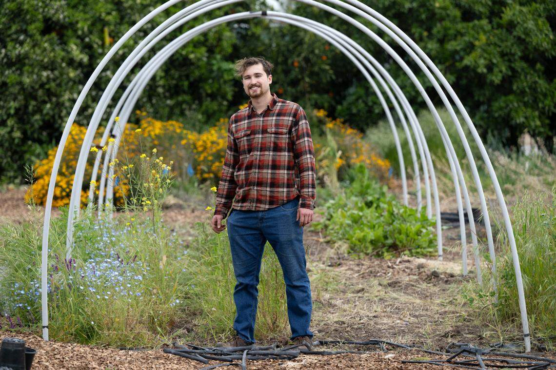 Ag business student Flint McGrath in the sustainable garden at California State University, Stanislaus in Turlock, Calif., Wednesday, March 27, 2024. McGrath does harvesting in support of the monthly farmers market on campus.