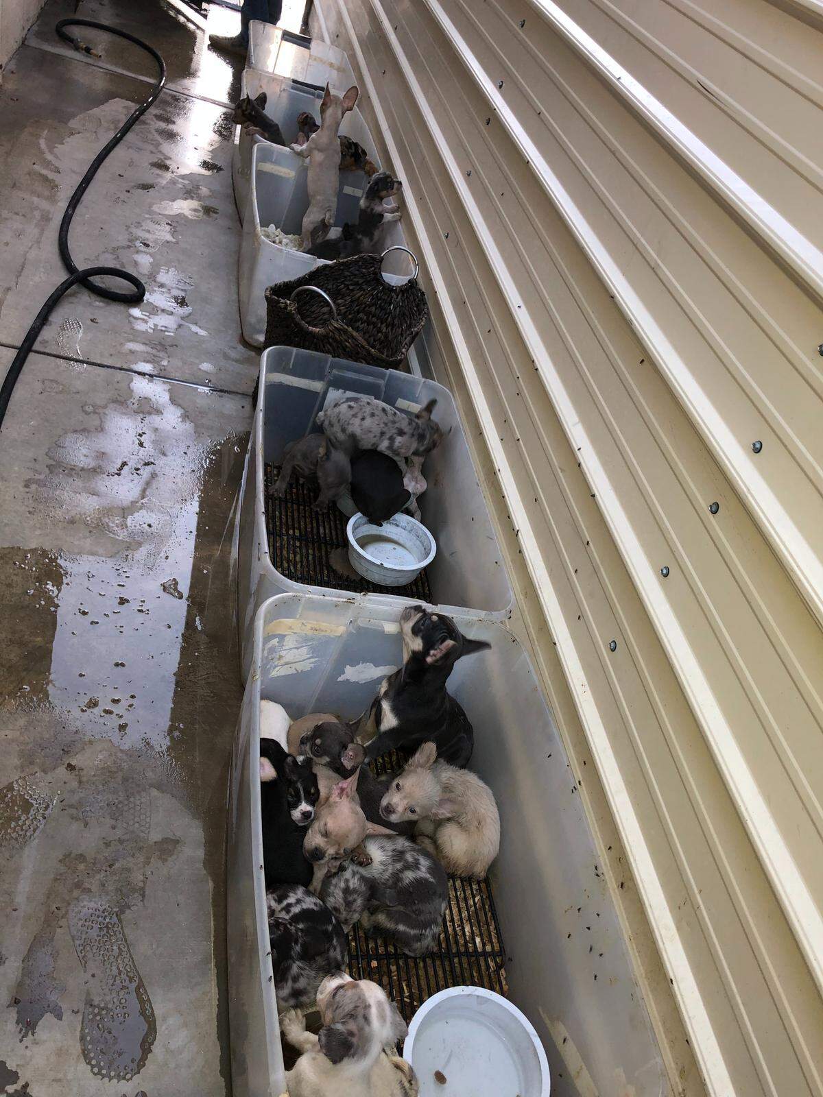 Puppies are pictured inside plastic storage bins during the 2022 seizure of dogs from a Modesto property investigators later described as overcrowded and unsanitary.