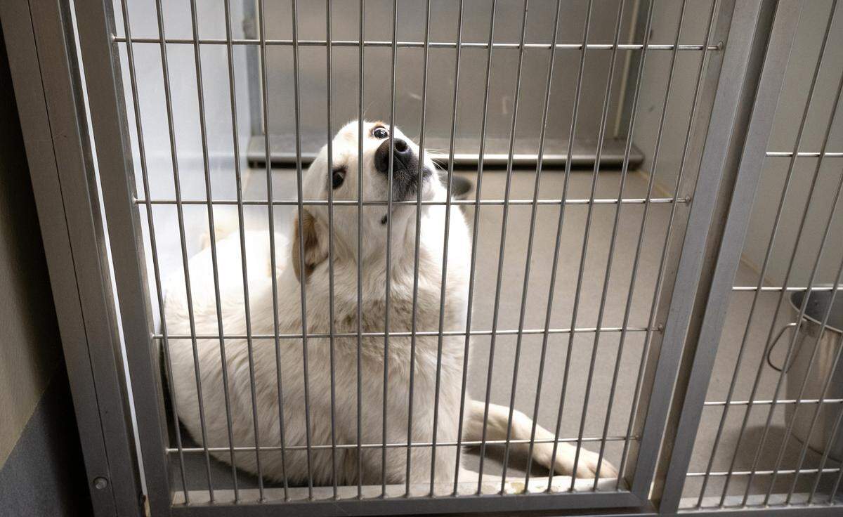 Great Pyrenees at the Stanislaus Animal Services Agency in Modesto, Calif., Thursday, March 14, 2024.