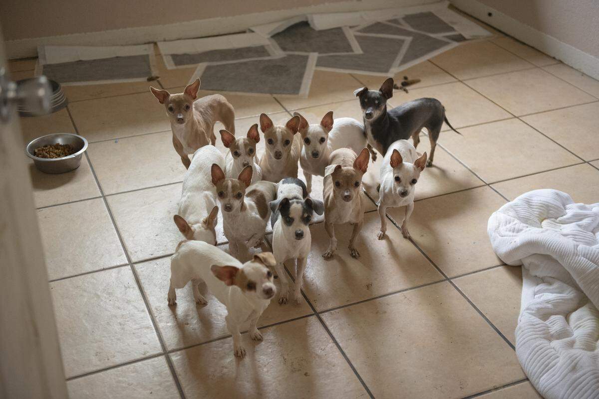 Female Chihuahuas gather in a back room of the house as rescue groups work to relocate the remaining dogs to foster homes.