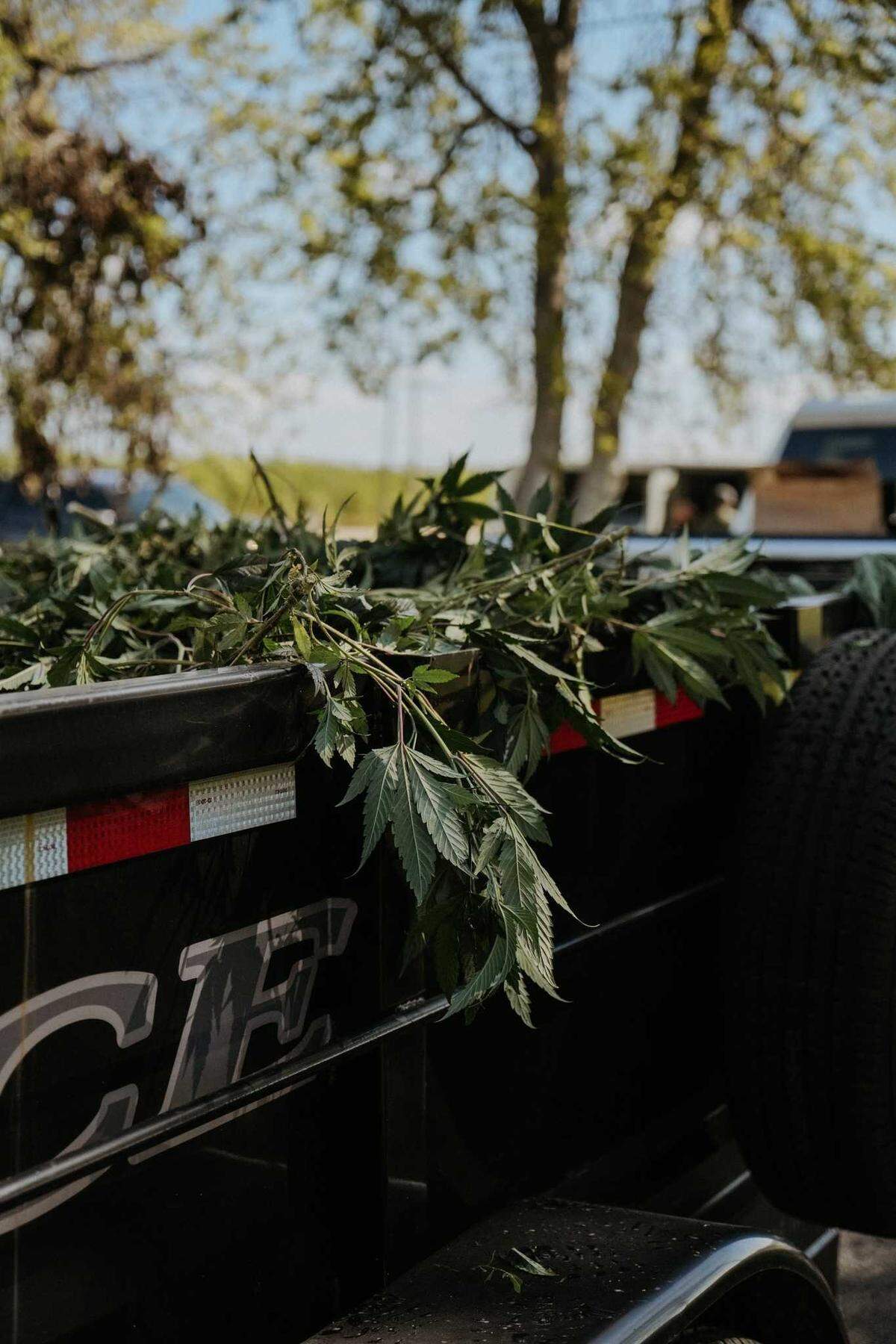 Multiple law enforcement agencies carried out search warrants in Turlock and Ceres which resulted in the confiscation of cash, weapons and approximately $4.5 million in alleged illegal marijuana plants on Tuesday, March 26, 2024.