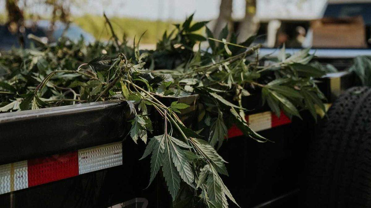 Multiple law enforcement agencies carried out search warrants in Turlock and Ceres that resulted in the confiscation of cash, weapons and approximately $4.5 million in alleged illegal marijuana plants on Tuesday, March 26, 2024.