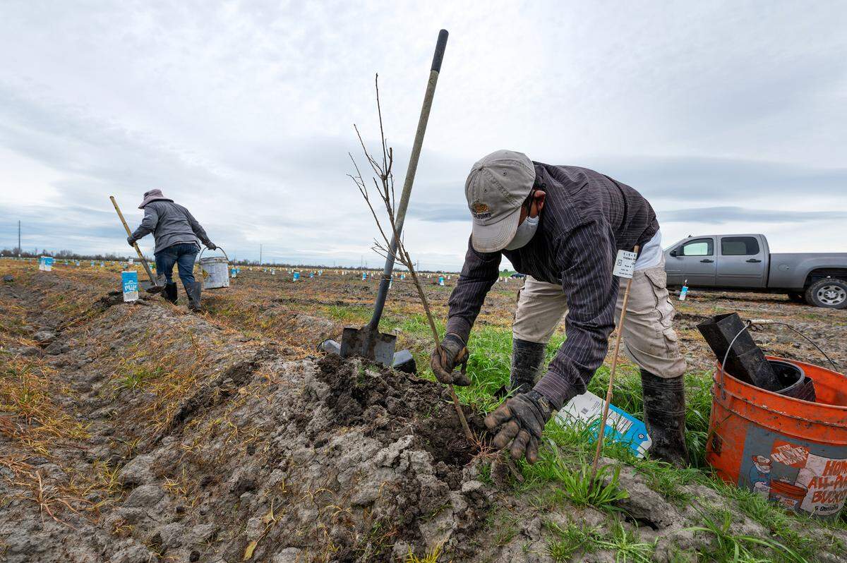 Antonio Soto trabaja con una cuadrilla, plantando, como parte del proyecto de restauración de llanuras aluviales en Hidden Valley, al oeste de Modesto, California, en esta imagen del jueves 29 de febrero de 2024. La organización sin fines de lucro River Partners está restaurando Hidden Valley mediante un contrato con el Departamento de Recursos Hídricos de California. El proyecto, financiado por el Estado con un total de $21 millones, se lleva a cabo en la antigua central lechera, donde los cultivos anuales de forraje están dando paso a álamos, sauces, robles y otras plantas autóctonas.