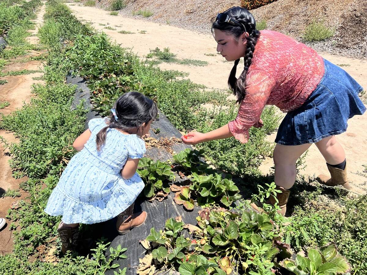 Giselle Rodriguez and Aurora Garcia pick strawberries at VanderHelm Farms in Modesto, California.