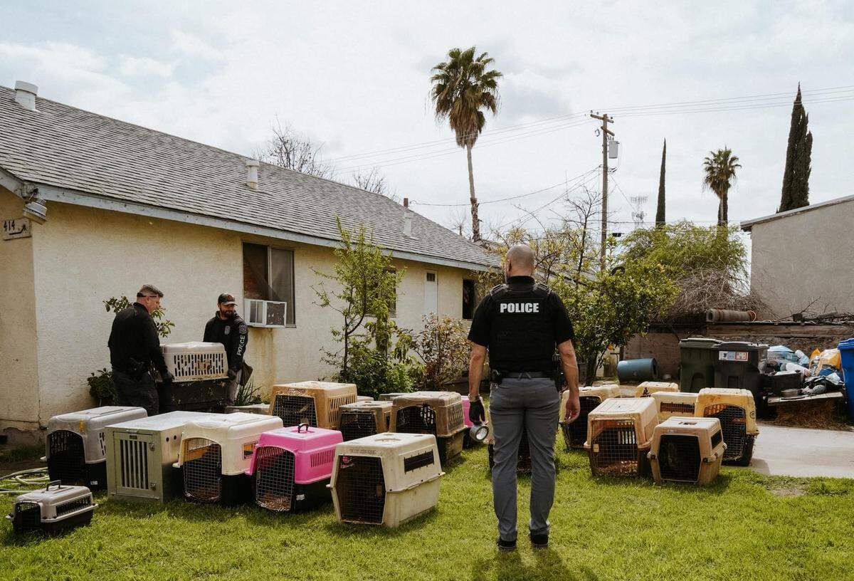 The Turlock Police Department seized 73 dogs as part of an investigation into possible dog fighting and animal cruelty on Thursday, March 28, 2024.