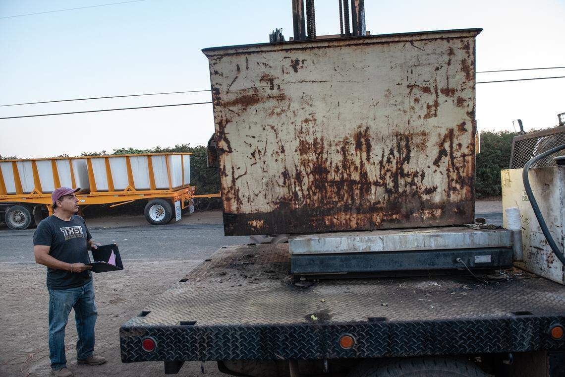 El ex astronauta de la NASA José Hernández, a la derecha, supervisa el pesaje de las uvas mientras un equipo cosecha sus uvas de vino blanco durante las primeras horas de la mañana en Acampo, California, el lunes 5 de septiembre de 2022.