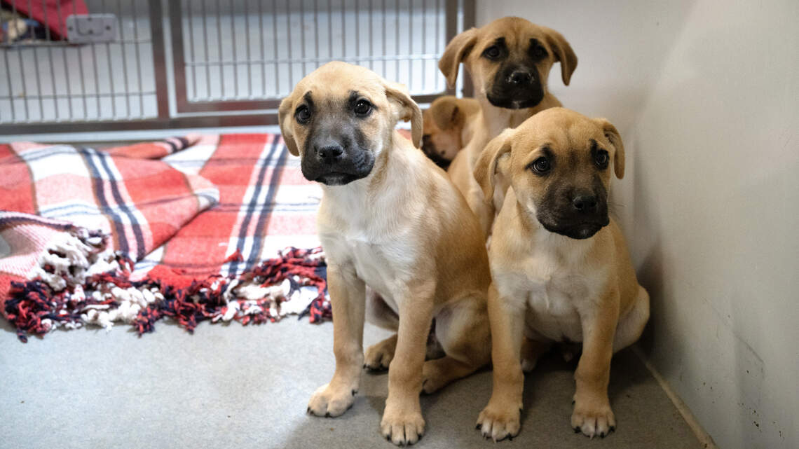 More than 50 dogs rescued in Stanislaus County from ‘hoarders.’ Shelter overwhelmed
