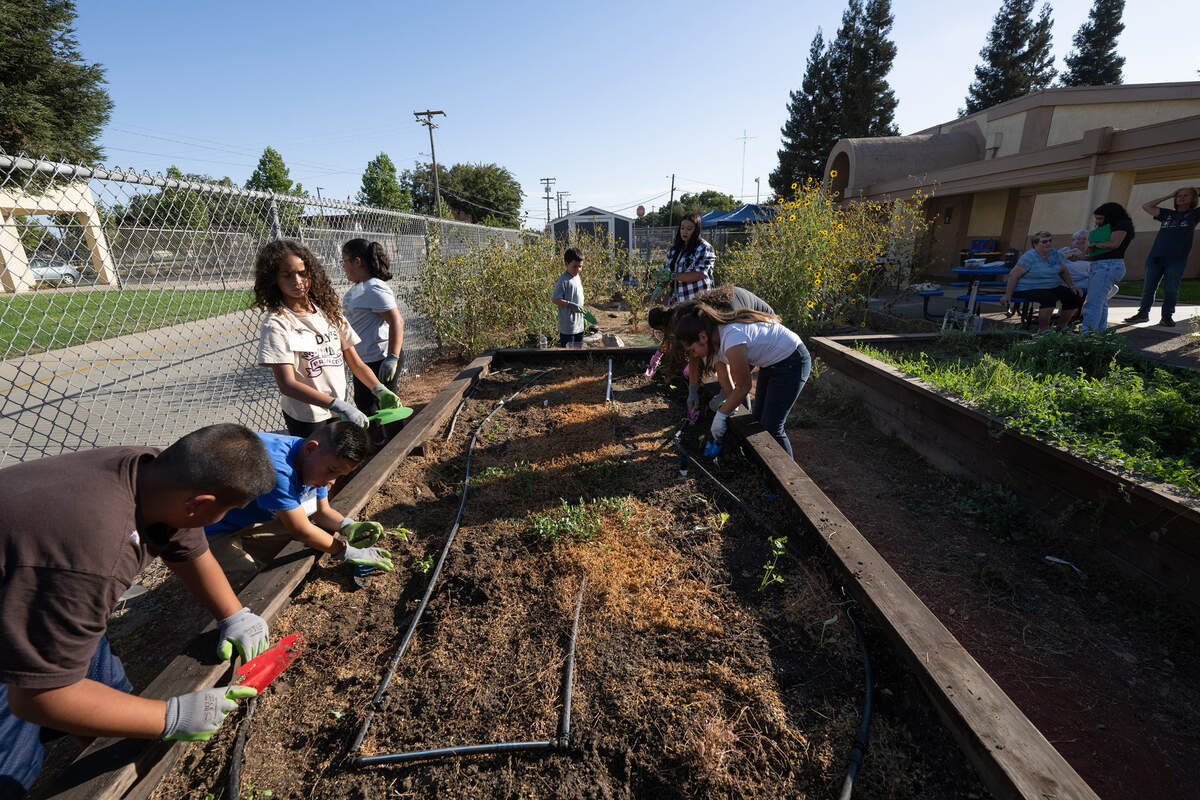Students plant winter vegetable starts as part of the Junior Farmer program at Empire Elementary School in Empire, Friday, Oct. 4, 2024.