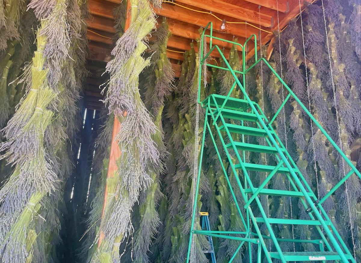 Bunches of fresh lavender drying at Roberts Ferry Lavender Farm.