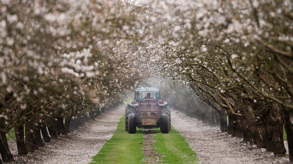 A worker sprays an almond orchard in Modesto, Calif., Wednesday, March 8, 2023.