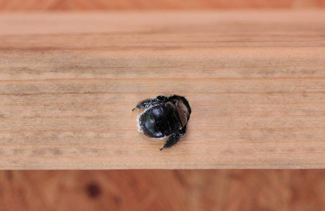 A carpenter bee chews a hole in the wood. The big, fuzzy bees can be “very territorial,” one expert said.