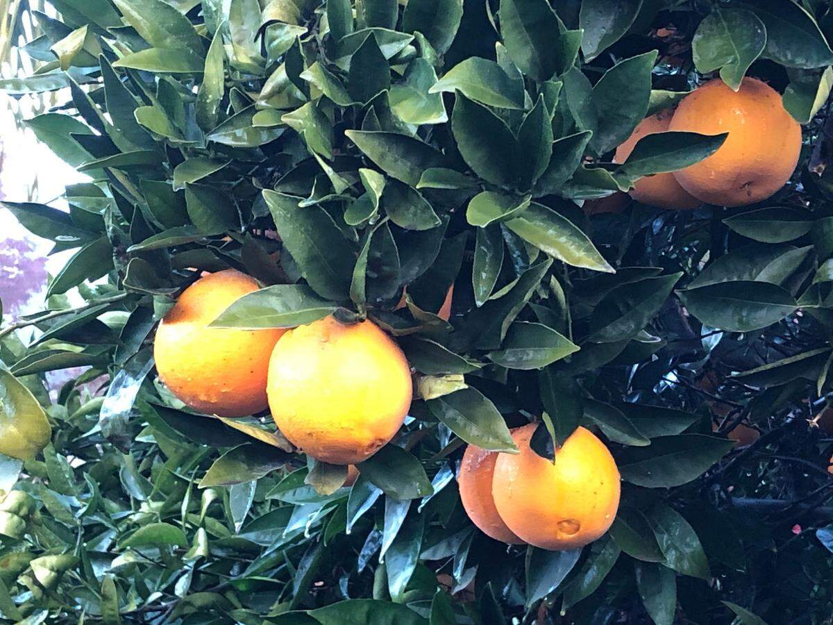 Drops cling to the leaves and fruit of an orange tree after rain in Modesto on Thursday morning, Dec. 17, 2020.