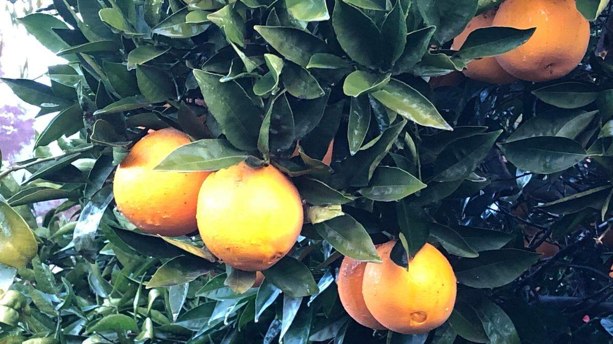 Drops cling to the leaves and fruit of an orange tree after rain in Modesto on Thursday morning, Dec. 17, 2020.