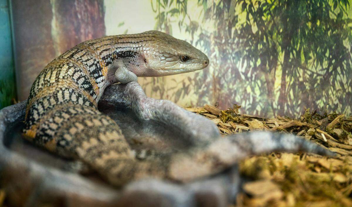 A live skink is used in educational programs at the Great Valley Museum on the Modesto Junior College West Campus in Modesto, Wednesday, April 9, 2025.