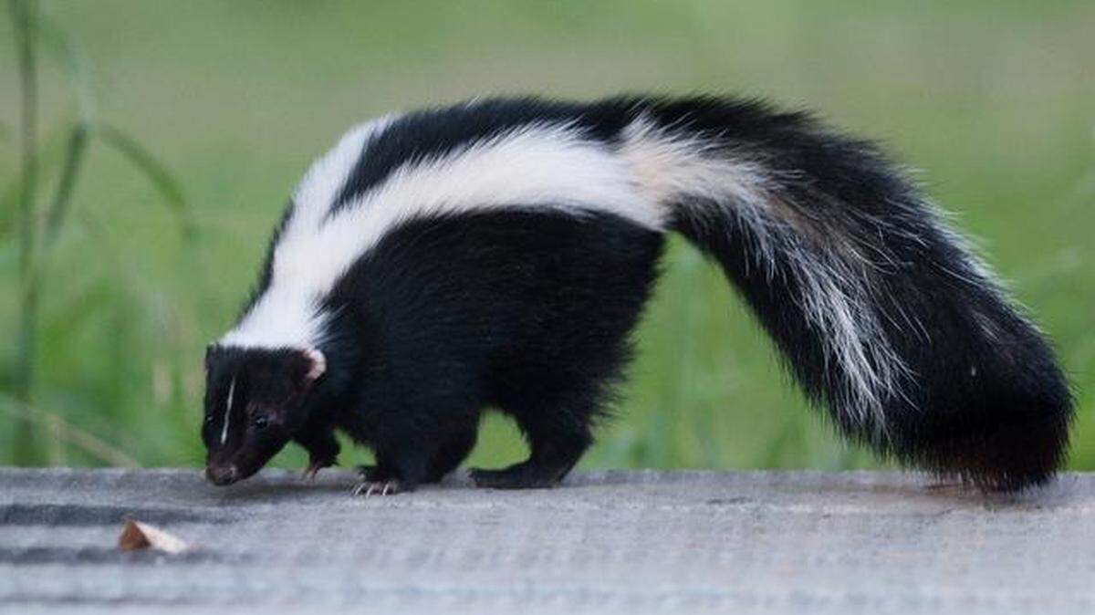 Skunks like this adult stripped skunk spray a strong odor on intruders when harassed, experts say. The “baby skunk” hiding in a man’s BMW did not resort to such tactics, Florida officials say.