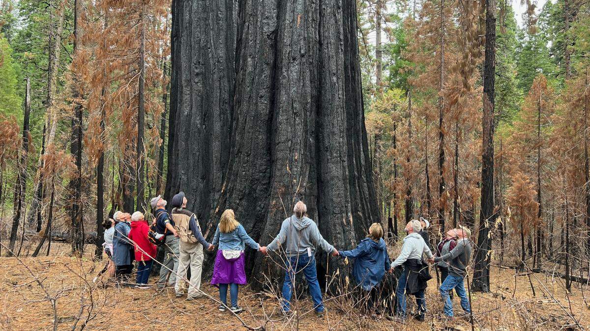 Calaveras Big Trees Association members, members of the parks department and community members hold hands around The Orphans at Calaveras Big Trees State Park Sunday.