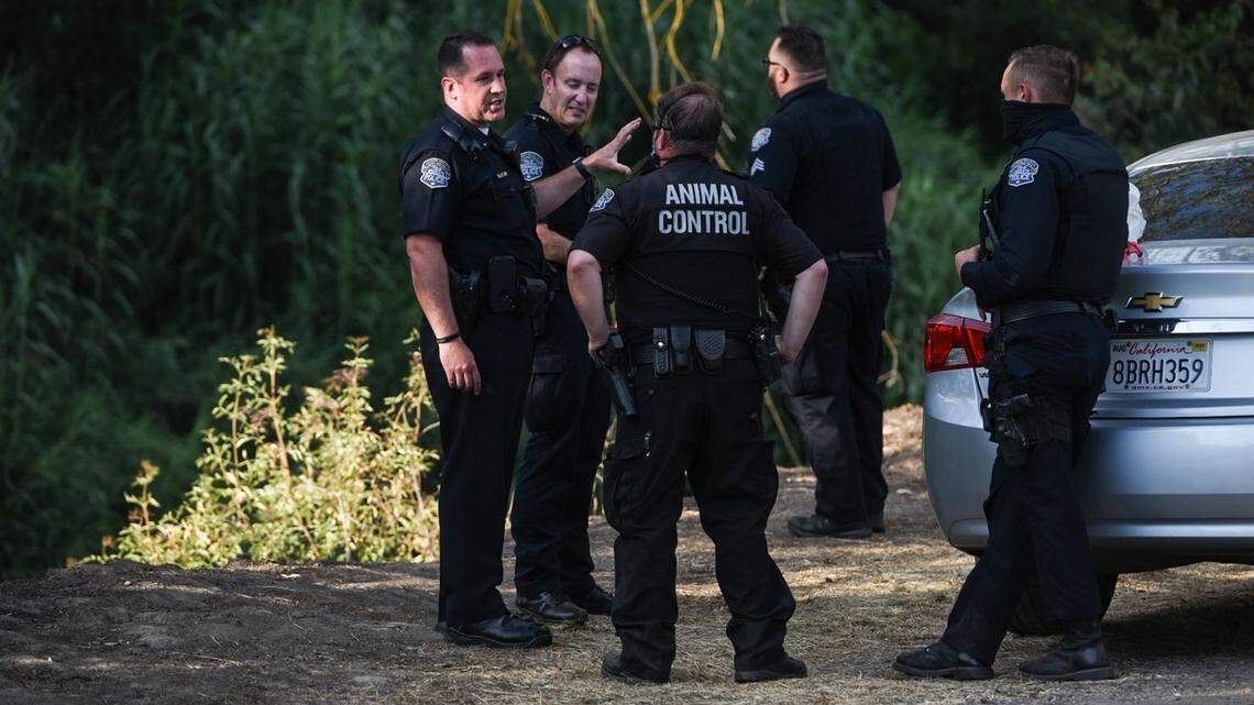 Modesto Police search for a mountain lion in Modesto, Calif., on Thursday, June 25, 2020.