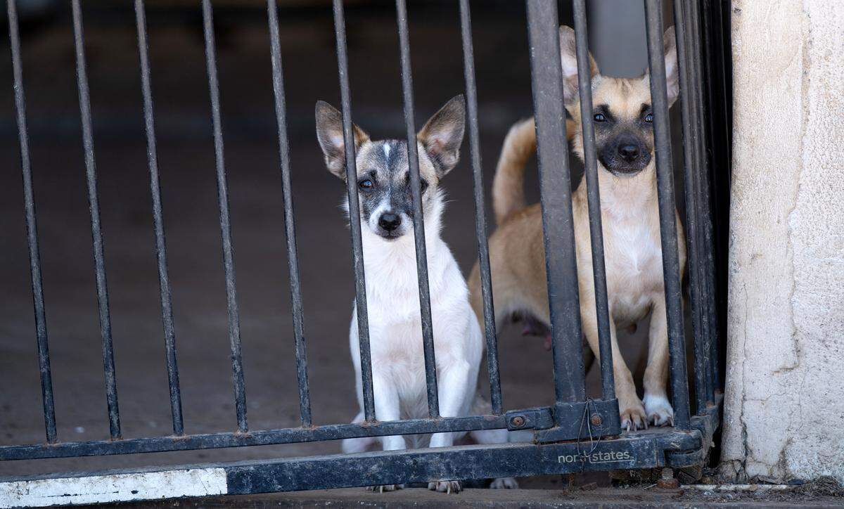 Sue Crawford and Lawrence “Junior” Coleman of Modesto died in a car accident and left behind 29 dogs, friend and neighbor Alex Appleby has found homes for 18 for Chihuahua mixes as of Friday June 13.
