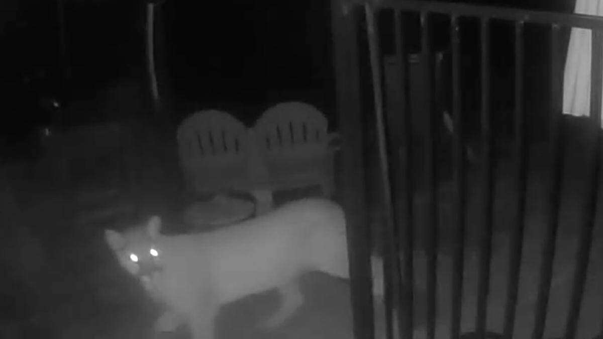 The mountain lion caught on Rene Lindgren’s Ring camera in Riverbank looks towards the camera while exiting her patio gate on Jan. 8, 2025.