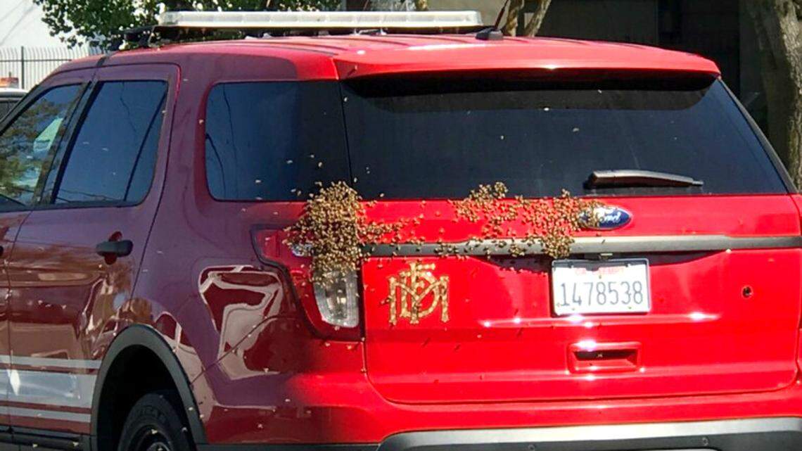 A Beekeeper was called to Modesto Fire Department Station 1 Thursday afternoon when a swarm of bees landed on a woman’s vehicle and she drove there for help. Beekeeper Mark Cardoza got them into a beehive box after they went from the woman’s vehicle to a fire department vehicle.