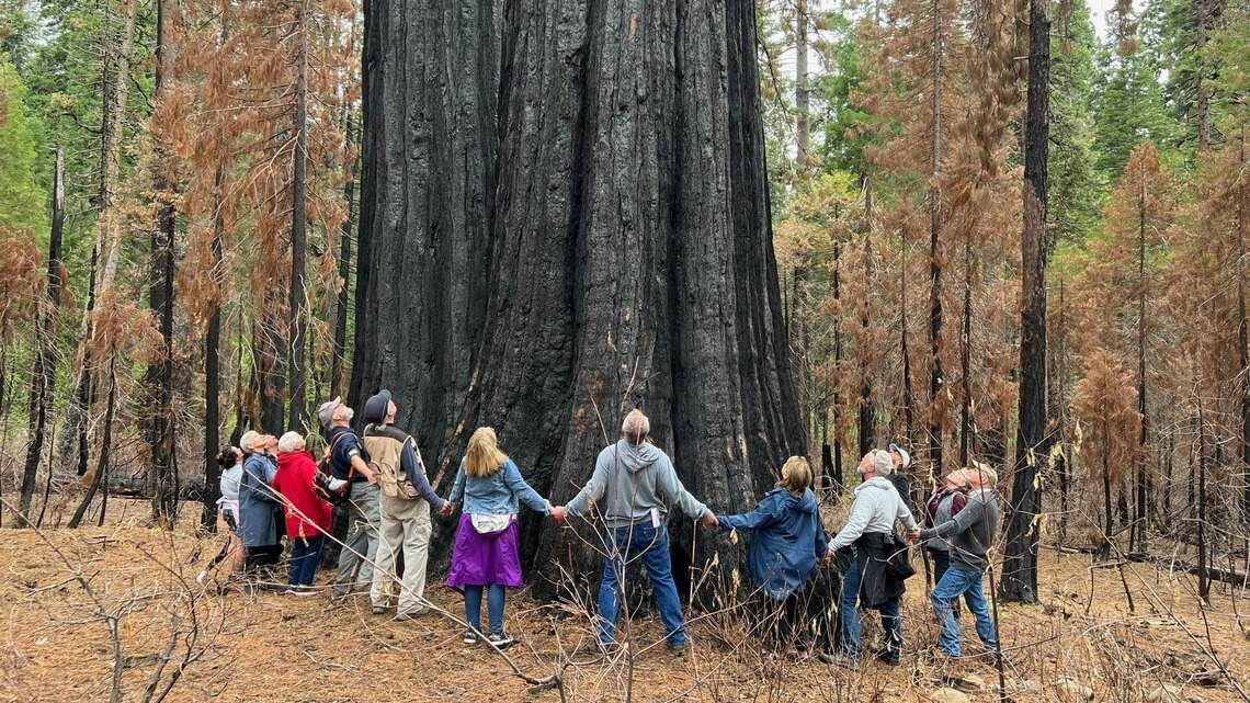 Calaveras Big Trees plans prescribed fire. Why it’s done, and how to avoid smoke