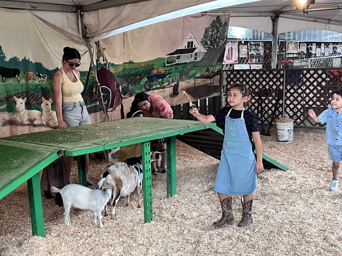 Children explore the petting zoo at the Stanislaus County Fair in Turlock, California. Kids can get up close with rabbits, ducks, goats, pigs and chickens.