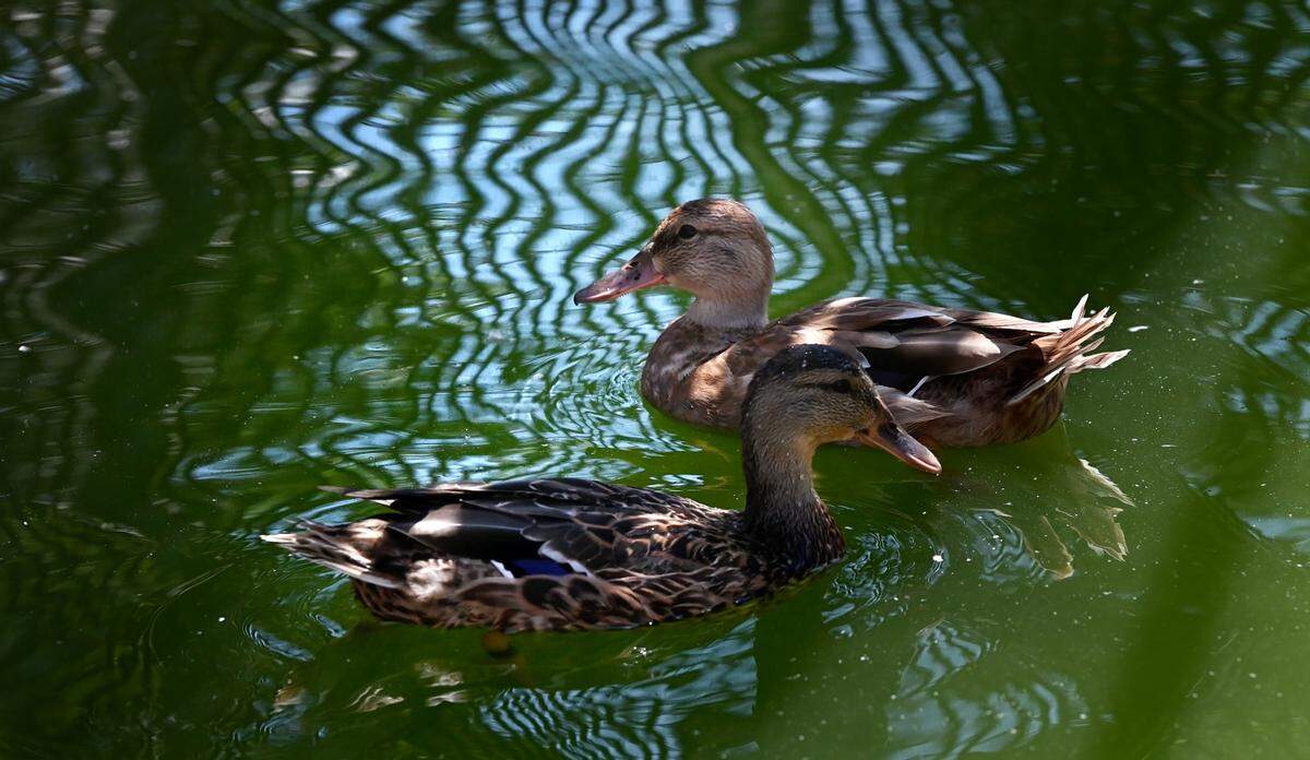 The duck pond at the the Stanislaus Wildlife Care Center is under quarantine after 2 geese tested positive for the H5N1 avian flu. Photographed in Hughson, Calif., on Wednesday, August 31, 2022.