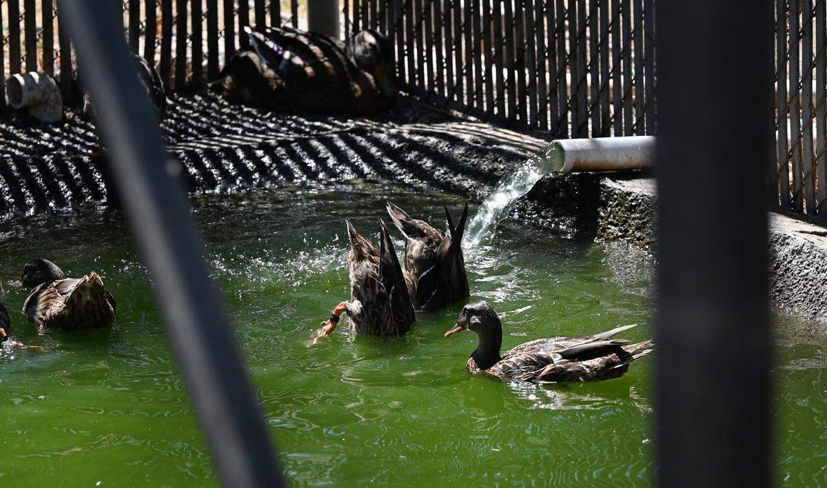 The duck pond at the the Stanislaus Wildlife Care Center is under quarantine after 2 geese tested positive for the H5N1 avian flu. Photographed in Hughson, Calif., on Wednesday, August 31, 2022.