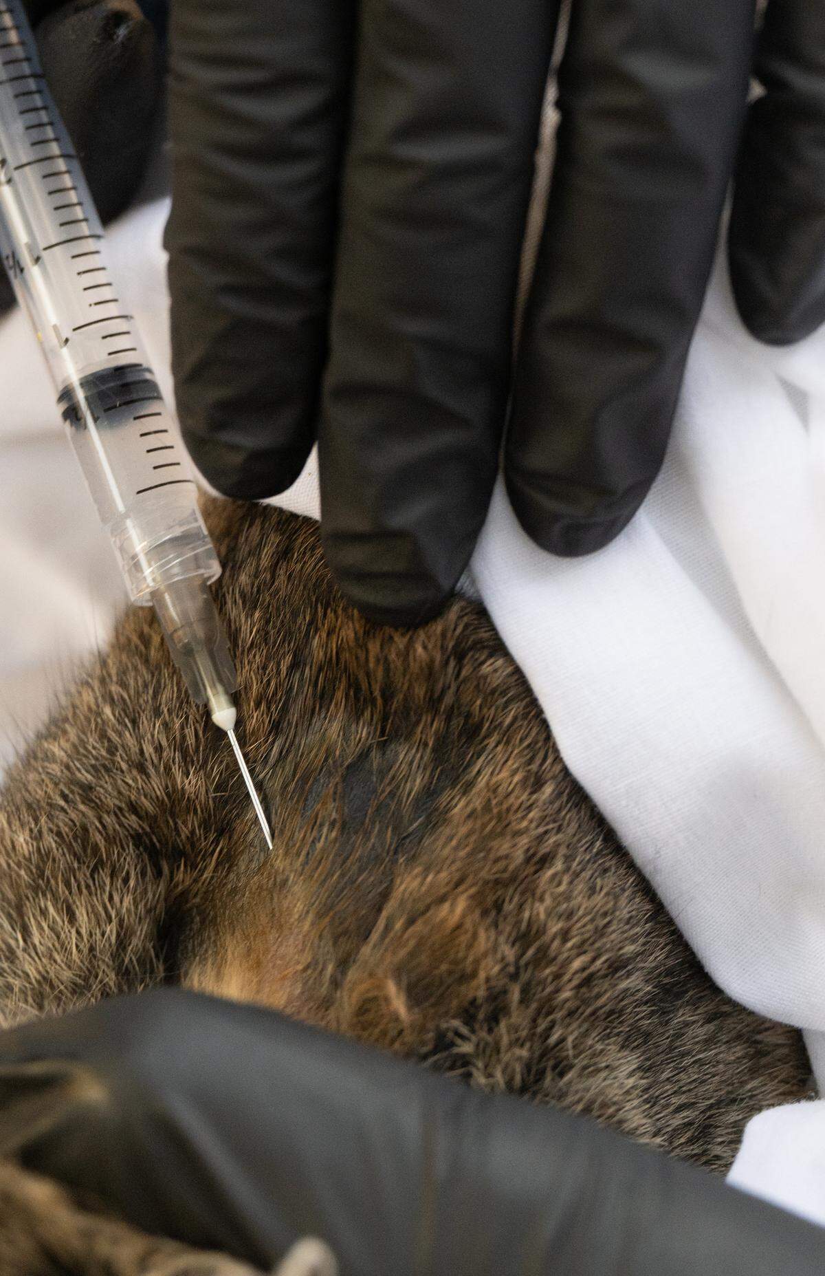 A riparian brush rabbit is given a vaccination as part of program to combat rabbit hemorrhagic disease at the San Joaquin River National Wildlife Refuge, Thursday, Oct. 24, 2024.