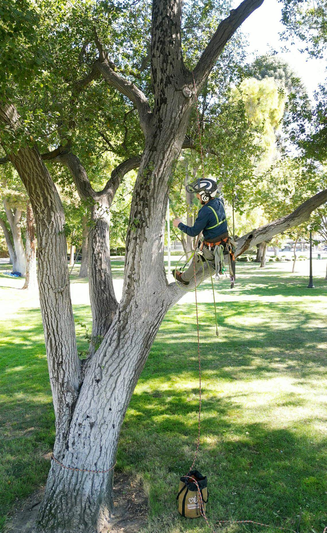 Dauki Willburn demonstrates his tree climbing skills in Graceada Park in Modesto, Tuesday, Oct. 7, 2025. Willburn co-founded the non-profit Volunteer Animal Retrieval Specialists, VARS, to rescue stranded animals. 